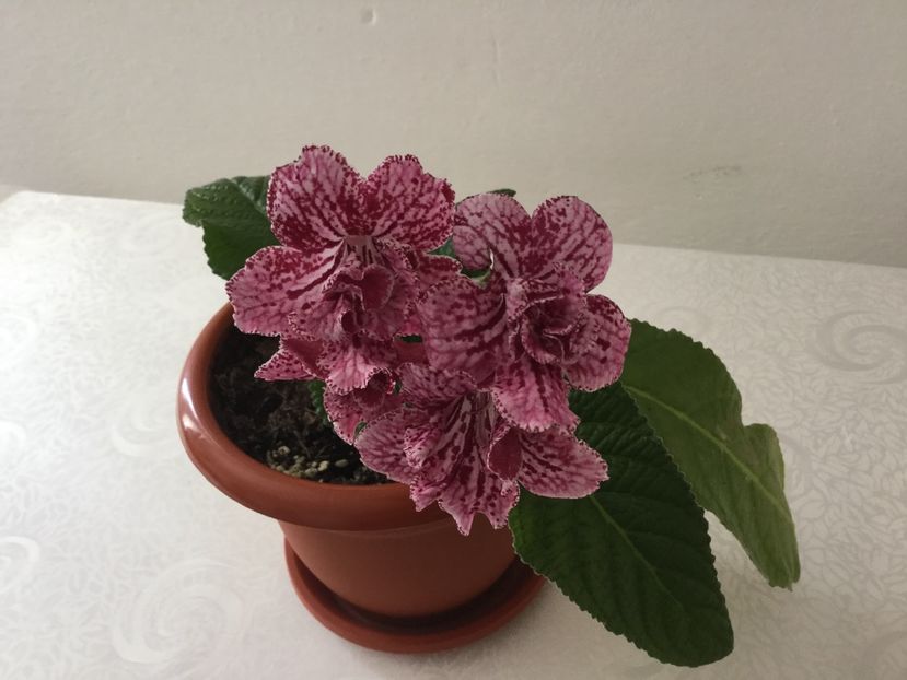 Ds hawaian party - Streptocarpusi 2017