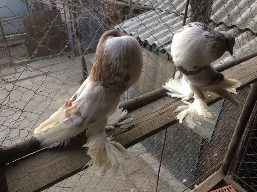  - MATCA 2017- GUSAT DE POMERANIA