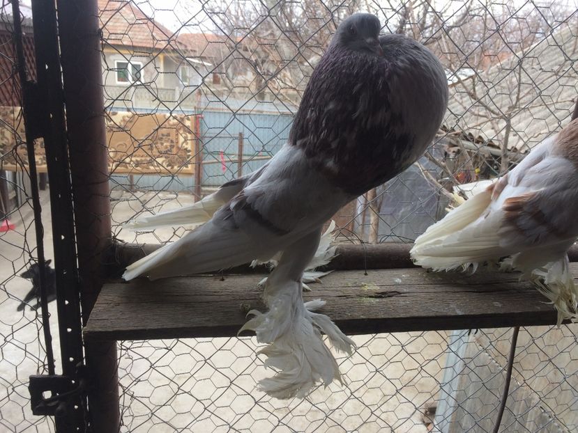  - MATCA 2017- GUSAT DE POMERANIA