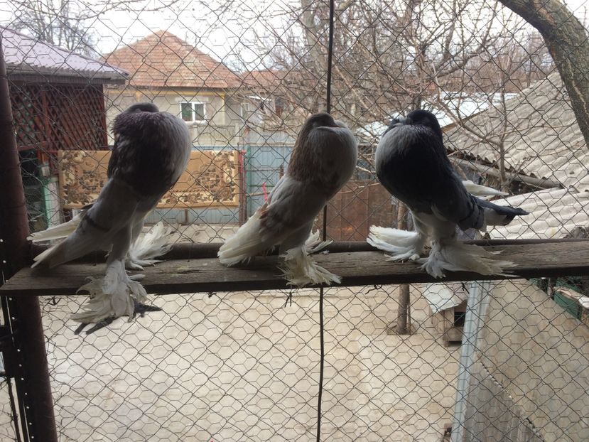  - MATCA 2017- GUSAT DE POMERANIA