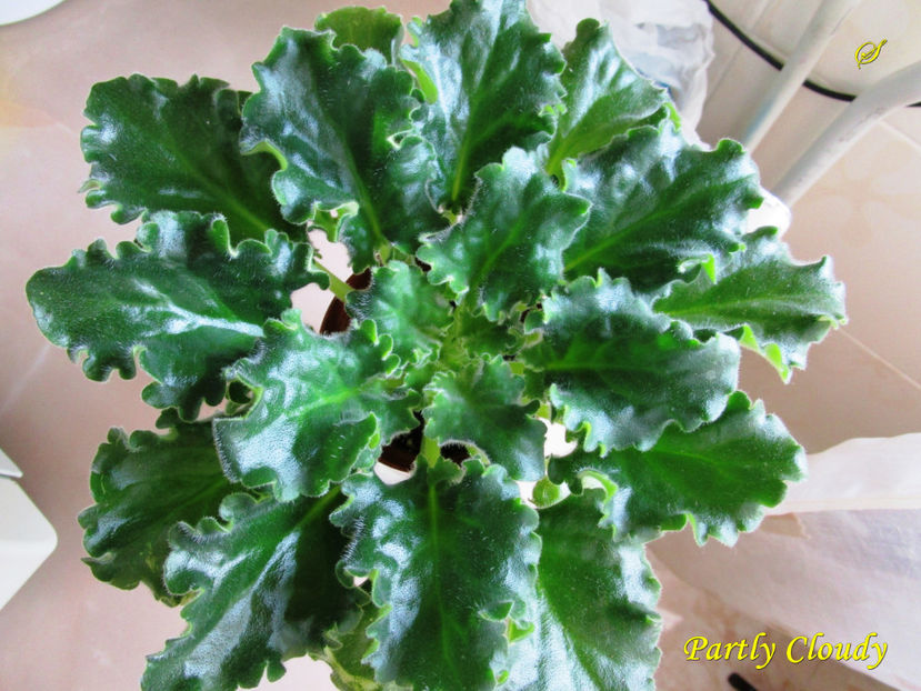 Partly Cloudy(6-03-2017) - Violete 2017