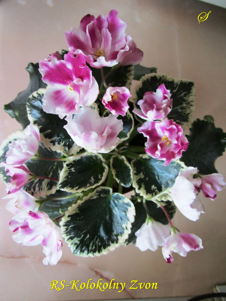RS-Kolokolny Zvon(6-03-2017) - Violete 2017