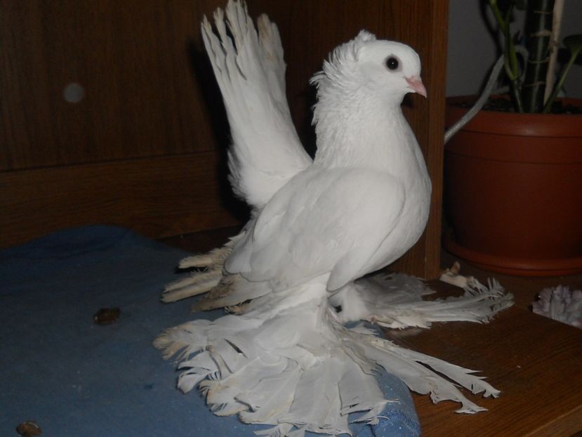 RSCN1725 - SIBERIENI 2017