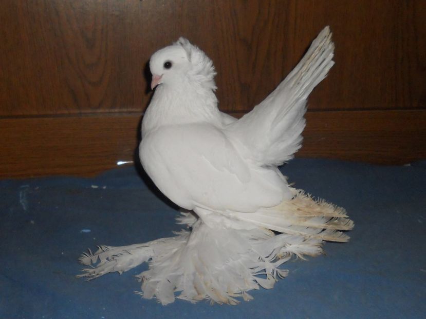 RSCN1745 - SIBERIENI 2017