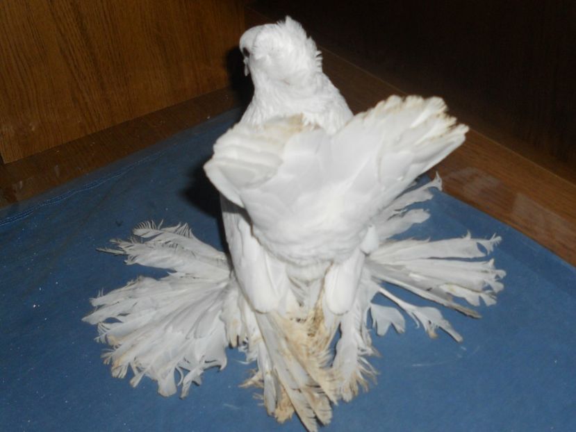 RSCN1748 - SIBERIENI 2017