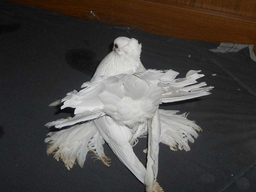 RSCN1169 - SIBERIENI 2017