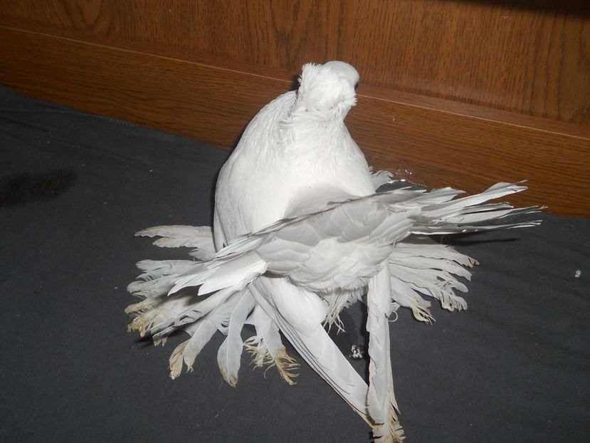 RSCN1172 - SIBERIENI 2017