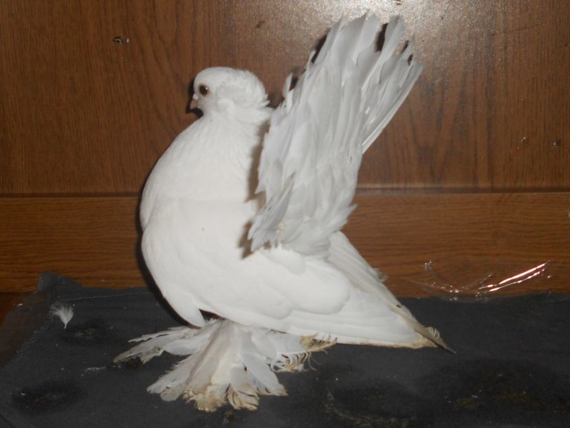 RSCN1214 - SIBERIENI 2017