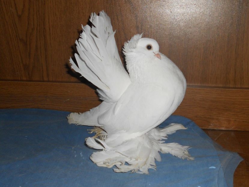 RSCN1648 - SIBERIENI 2017