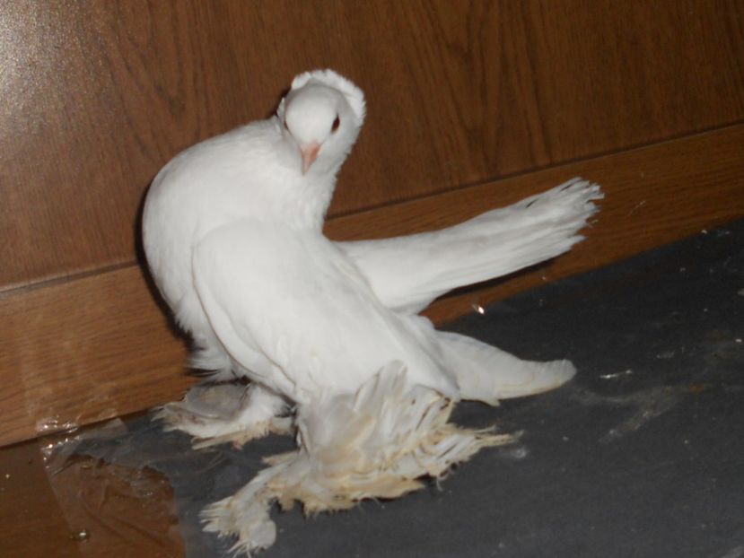 RSCN1600 - SIBERIENI 2017