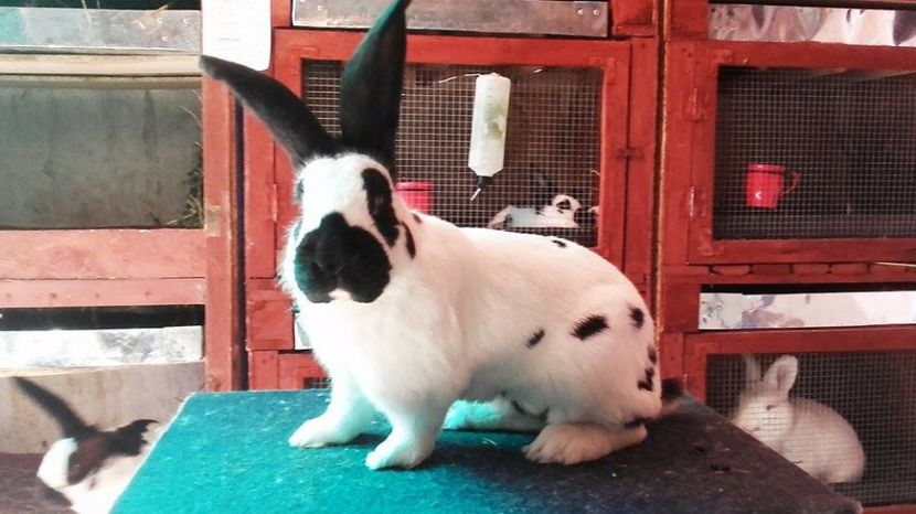  - mascul 5 campion achizitie 2017