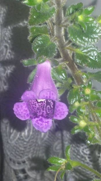 Gloksimannia Shes Dancing - Gesneria