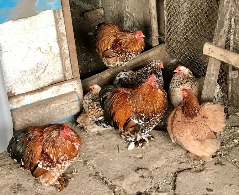 Oua disponibile - Oua incubat