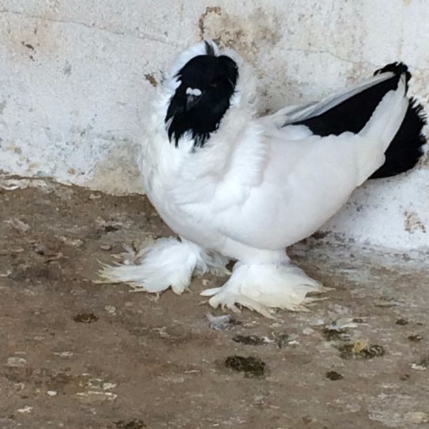  - De vanzare Cap De Maur Negru Matca