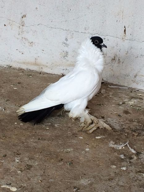  - De vanzare Cap De Maur Negru Matca