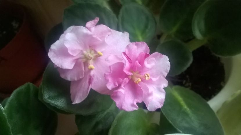  - Ness Sheer Peach de la Mihaela