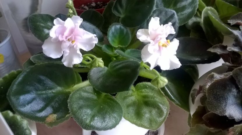  - Ness Sheer Peach de la Mihaela