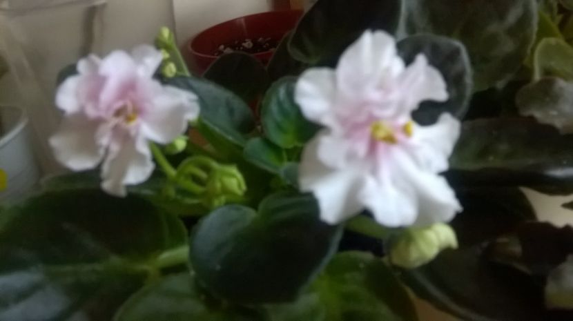  - Ness Sheer Peach de la Mihaela