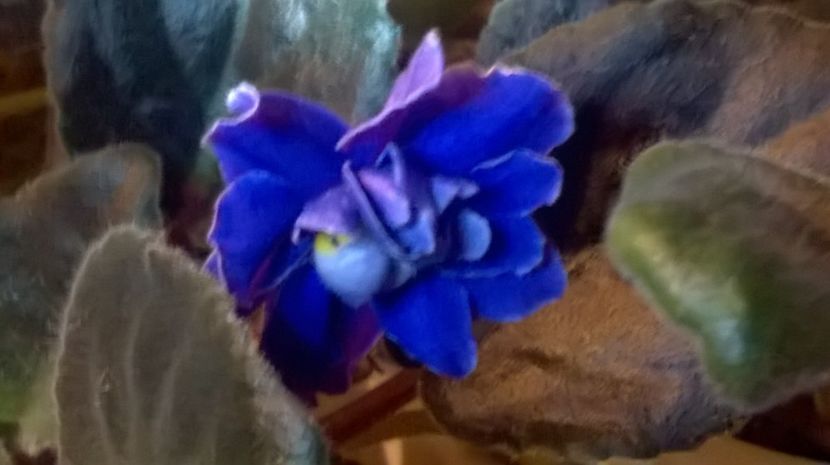  - Ness Midnight Fantasy