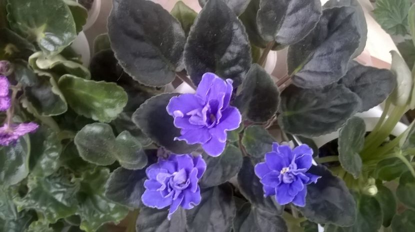  - Ness Midnight Fantasy