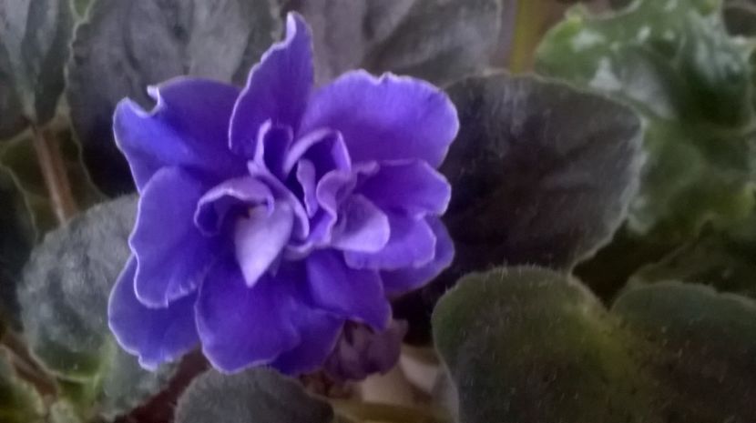  - Ness Midnight Fantasy