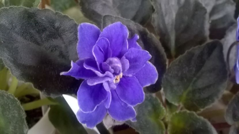  - Ness Midnight Fantasy