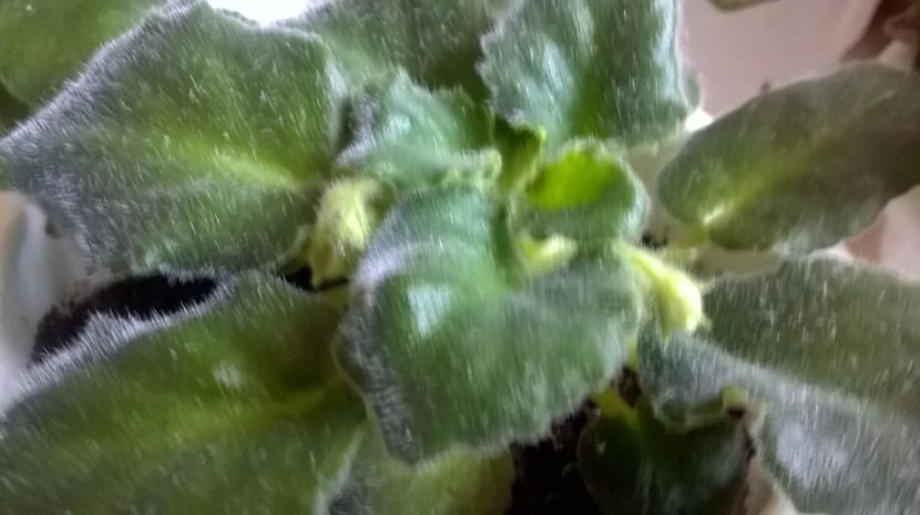  - Lunar Lily White de la Tanase