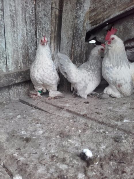  - DE VANZARE MII DE FLORI PORTELAN BARBOASE