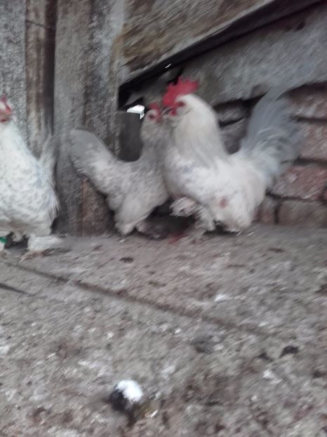  - DE VANZARE MII DE FLORI PORTELAN BARBOASE