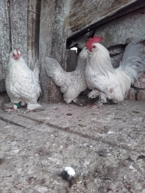  - DE VANZARE MII DE FLORI PORTELAN BARBOASE