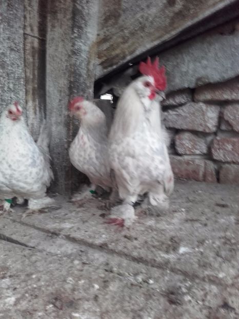  - DE VANZARE MII DE FLORI PORTELAN BARBOASE