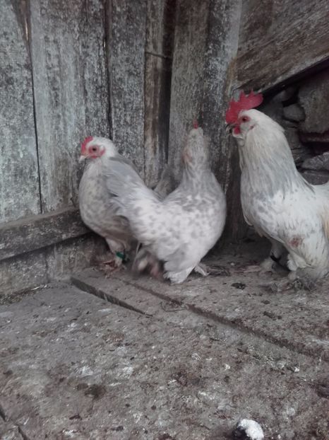  - DE VANZARE MII DE FLORI PORTELAN BARBOASE