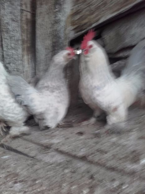  - DE VANZARE MII DE FLORI PORTELAN BARBOASE