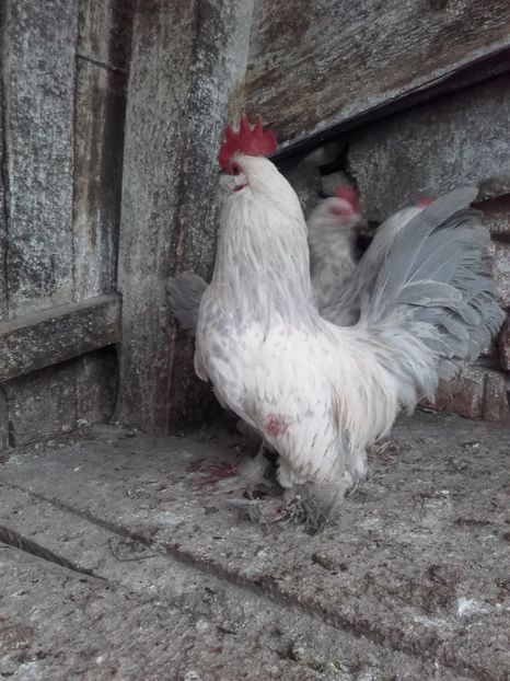  - DE VANZARE MII DE FLORI PORTELAN BARBOASE