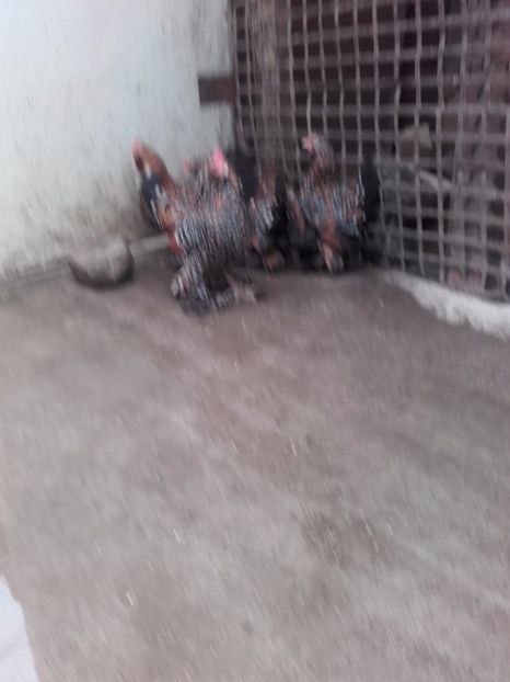  - DE VANZARE MII DE FLORI PORTELAN BARBOASE