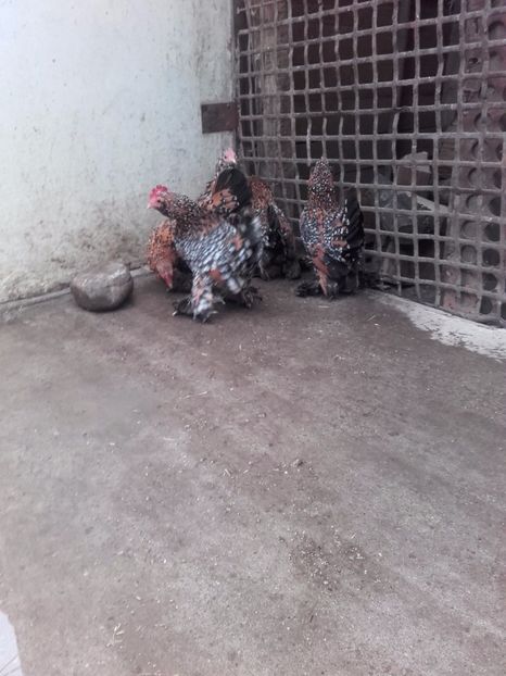  - DE VANZARE MII DE FLORI PORTELAN BARBOASE