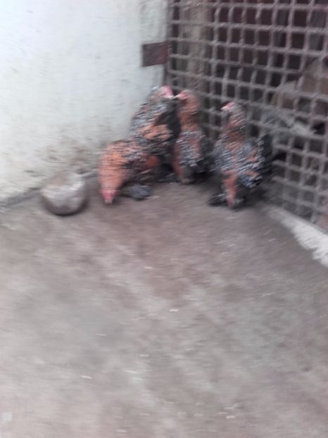  - DE VANZARE MII DE FLORI PORTELAN BARBOASE