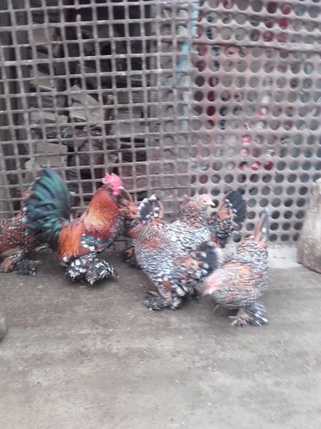  - DE VANZARE MII DE FLORI PORTELAN BARBOASE