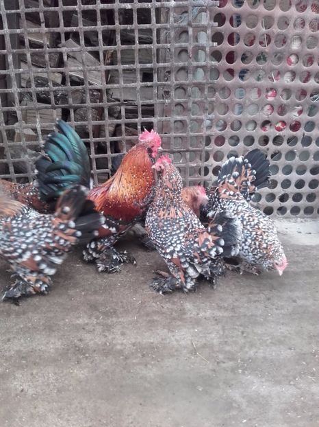  - DE VANZARE MII DE FLORI PORTELAN BARBOASE