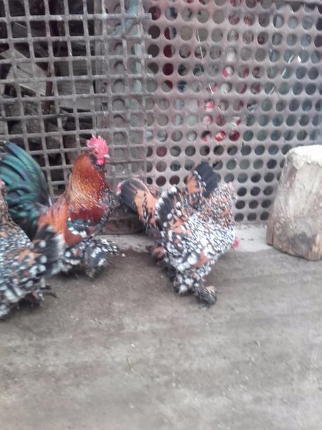  - DE VANZARE MII DE FLORI PORTELAN BARBOASE