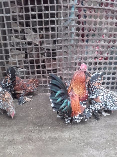  - DE VANZARE MII DE FLORI PORTELAN BARBOASE