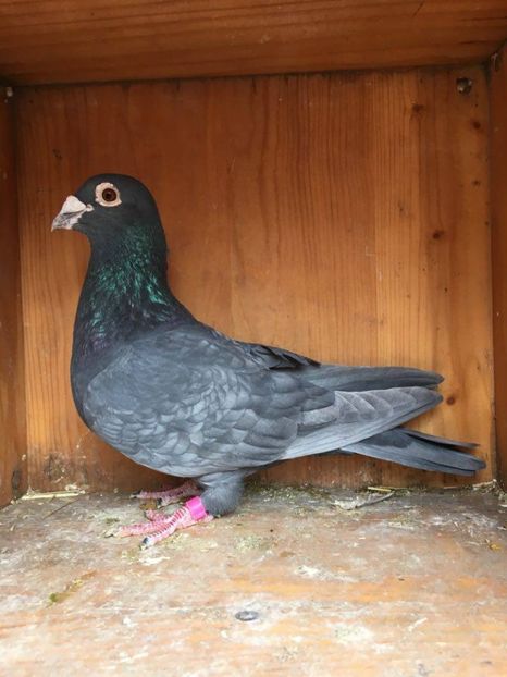  - VANZARE PORUMBEI 2016