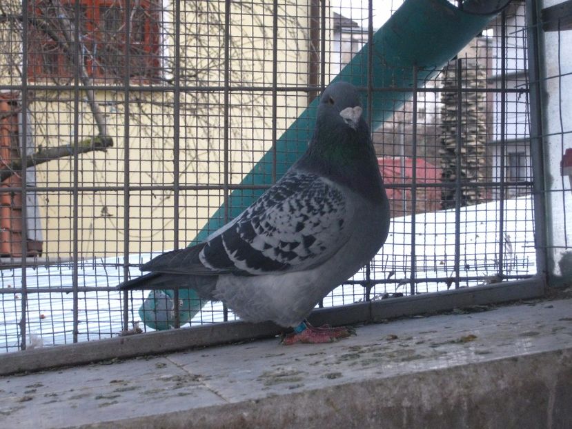 M 2016 - VOIAJORI STANDARD VINDUTI