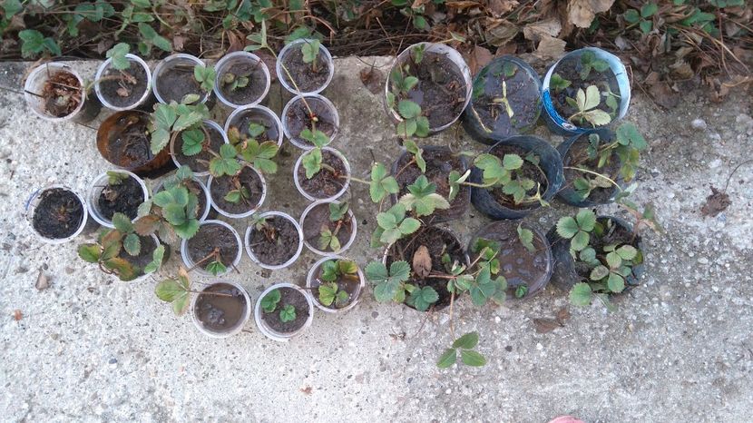 Capsuni remontanti - Arbusti fructiferi si capsuni