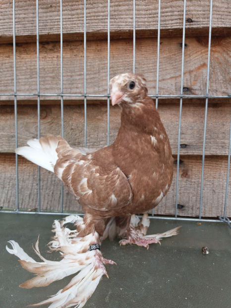 M inel A1306 (2016) - Pui uzbeci - 2017