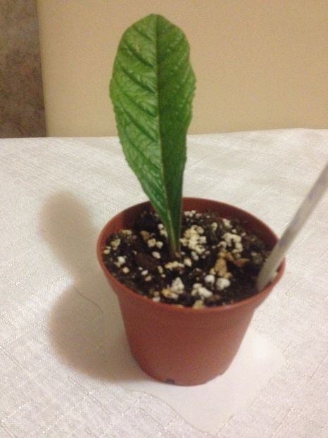 Angelina Jolie - Evolutii streptocarpusi