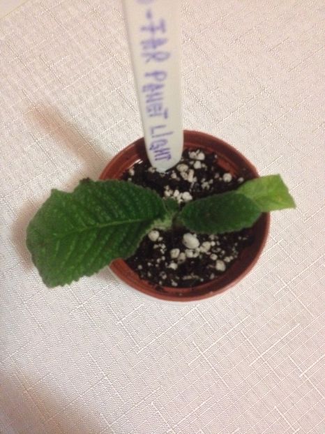 DS-Far Panet Light - Evolutii streptocarpusi