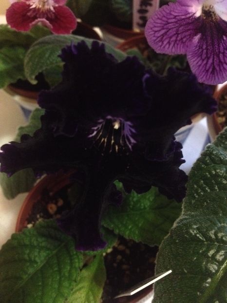 DS-Far Panet Light - Evolutii streptocarpusi