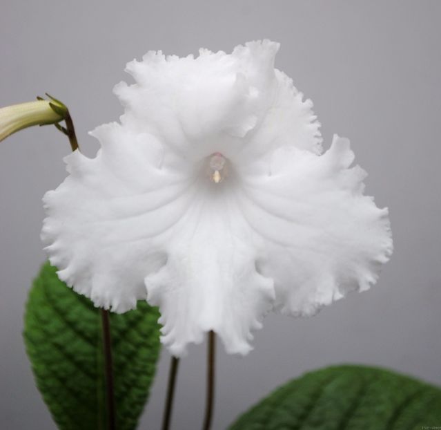 Angelina Jolie - Evolutii streptocarpusi