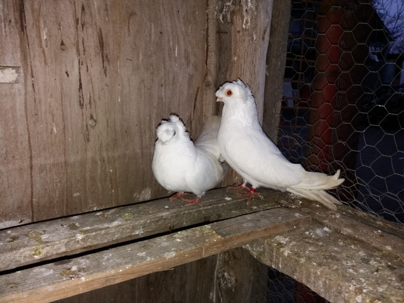  - porumbei de vanzare martie 2017